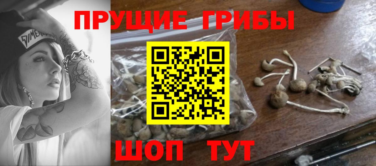 купить наркотики сайты  Вход с VPN  Карпинск  Галлюциногенные грибы GOLDEN TEACHER 